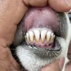 ( تم البيع ) رخل