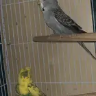 زوجين بادجي هولندي