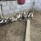 فروخ بط مصري بح