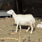 نعجه متبع