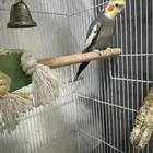 كروان للبيع
