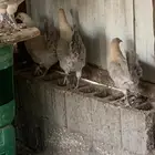 دجاج فيومي جولد صنف طيب