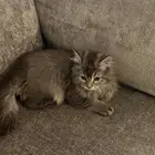 قطه للبيع