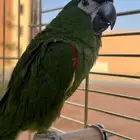 مني مكاو متكلم ويقلداصوات وهدد واليف مره مع الصغار فيه خوف