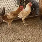 ديك للبيع