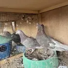 اعرض لكم حمام قطايف