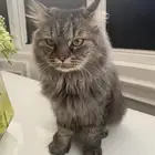 قط ضائع حي الخالديه عند حاشي باشا يوجد مكافاه