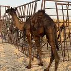 قعود مجهم