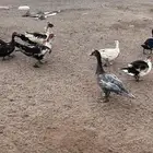 بط مسكوفي جامبو