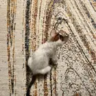 قطه كتن منقذه للتبني