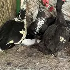 ذكور بط مصري