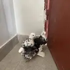 حمام قطيفي وزاجل