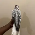 كروان هولندي هدد