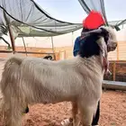 فحل مطور صنف خصم حار و مشروط و معها إنتاجه مشاريع صنف