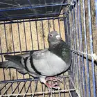 حمام زاجل هولندي