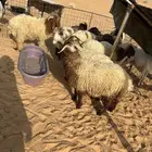 بهم نعيم جذعان
