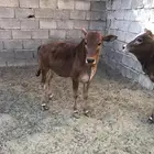 حسايل كفوا مشروطة