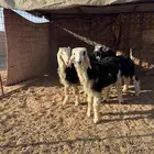 نجد رخال