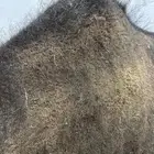 حاشي لباني شرط والطعم فنان وتحدي طريق الرياض مجعل