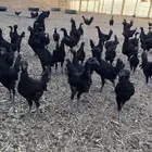 دجاج اندونيسي امبرقيني اصل