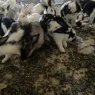 ارانب بلدي فرنسي بابيون