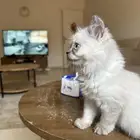 قطة هملايا