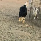 شاه نجديه خصم
