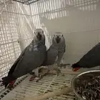 فروخ كاسكو