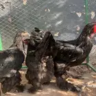 بشاير براهما اسود