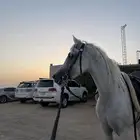 فحل للبيع