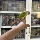 كنيور اناناس ريد فاكتوري (هدد خارجي)
