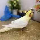 كروان لاتينو اليف حجم سوير جامبو