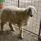 رخل للبيع طيبه