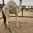 قعود