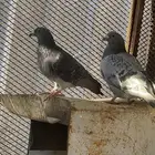 سلام عليكم زوجين حمام للبيع