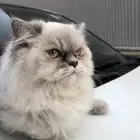 قطة أنثى للتبني