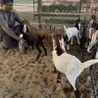 دواغير للبيع العدد 6