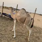 قعود للبيع
