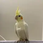 طائر الكوكتيل