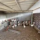 ديك بلدي