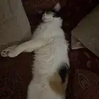 قطه انثى عمرها 7 شهور لتبني