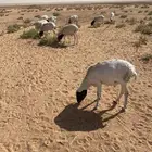 برابر مرابي