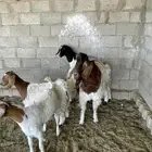 تيس فحل للبيع