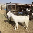 ماعز العدد 2