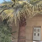 نخل واشنطنيات