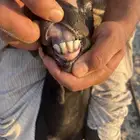 تيس ميرسلانو (أسباني)