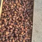 تمر خلاص وادي