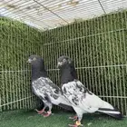 تيدي رويال