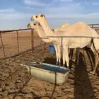 للبيع ثلاث بكار