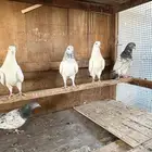 فرايد حمام باكستاني طيار